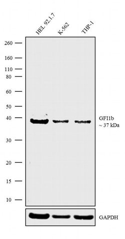 Invitrogen GFI1b Polyclonal Antibody 100 &mu;g; Unconjugated:Antibodies,