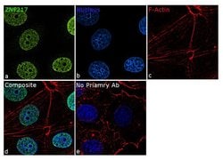 Invitrogen&trade;&nbsp;ZNF217 Polyclonal Antibody