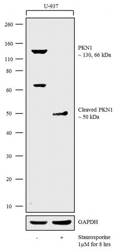 Invitrogen PKN1 Polyclonal Antibody 100 &mu;g; Unconjugated:Antibodies,