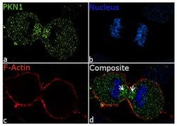 Invitrogen PKN1 Polyclonal Antibody 100 &mu;g; Unconjugated:Antibodies,