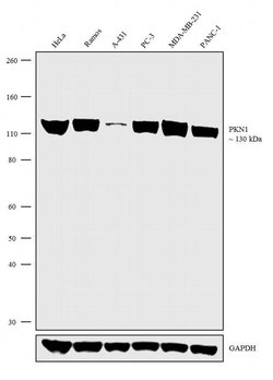 Invitrogen PKN1 Polyclonal Antibody 100 &mu;g; Unconjugated:Antibodies,
