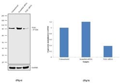 Invitrogen TLK1 Polyclonal Antibody 100 &mu;g | Buy Online | Invitrogen&trade; | Fisher Scientific