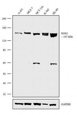 Invitrogen SOS2 Polyclonal Antibody 100 &mu;g; Unconjugated:Antibodies,