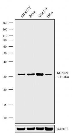 Invitrogen KChIP2 Polyclonal Antibody 100 &mu;g; Unconjugated:Antibodies,