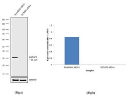 Invitrogen KChIP2 Polyclonal Antibody 100 &mu;g; Unconjugated:Antibodies,