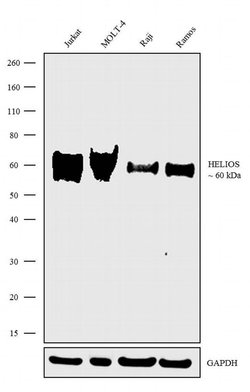 Invitrogen HELIOS Polyclonal Antibody 100 &mu;g; Unconjugated:Antibodies,