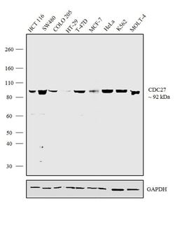 Invitrogen Cdc27 Polyclonal Antibody 100 &mu;g; Unconjugated:Antibodies,