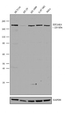 Invitrogen GCN2 Polyclonal Antibody 100 &mu;g; Unconjugated:Antibodies,