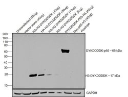 Invitrogen&trade;&nbsp;DYKDDDDK Tag Recombinant Superclonal&trade; Antibody (20H18L16, 20H1L23, 8H2L5, 8H8L17)