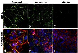 ZO-1 Recombinant Mouse Monoclonal Antibody (ZO1-1A12), Invitrogen:Antibodies:Primary