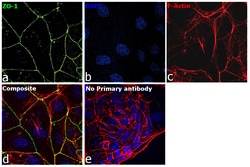 Invitrogen ZO-1 Recombinant Mouse Monoclonal Antibody (ZO1-1A12), Invitrogen
