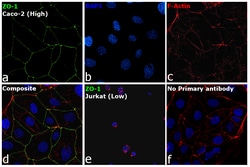 Invitrogen ZO-1 Recombinant Mouse Monoclonal Antibody (ZO1-1A12), Invitrogen