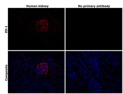 Invitrogen ZO-1 Recombinant Mouse Monoclonal Antibody (ZO1-1A12), Invitrogen