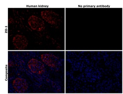 Invitrogen ZO-1 Recombinant Mouse Monoclonal Antibody (ZO1-1A12), Invitrogen