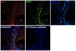 Invitrogen ZO-1 Recombinant Mouse Monoclonal Antibody (ZO1-1A12), Invitrogen