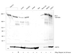 Invitrogen ZO-1 Recombinant Mouse Monoclonal Antibody (ZO1-1A12), Invitrogen