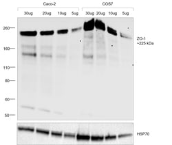 Invitrogen ZO-1 Recombinant Mouse Monoclonal Antibody (ZO1-1A12), Invitrogen