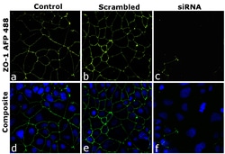 ZO-1 Recombinant Mouse Monoclonal Antibody (ZO1-1A12), Alexa Fluor Plus