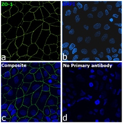 ZO-1 Recombinant Mouse Monoclonal Antibody (ZO1-1A12), Alexa Fluor Plus