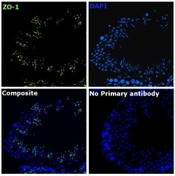 ZO-1 Recombinant Mouse Monoclonal Antibody (ZO1-1A12), Alexa Fluor Plus