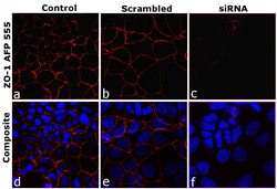 ZO-1 Recombinant Mouse Monoclonal Antibody (ZO1-1A12), Alexa Fluor Plus