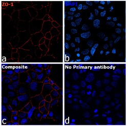 ZO-1 Recombinant Mouse Monoclonal Antibody (ZO1-1A12), Alexa Fluor Plus