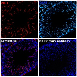 ZO-1 Recombinant Mouse Monoclonal Antibody (ZO1-1A12), Alexa Fluor Plus