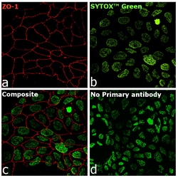 ZO-1 Recombinant Mouse Monoclonal Antibody (ZO1-1A12), Alexa Fluor Plus