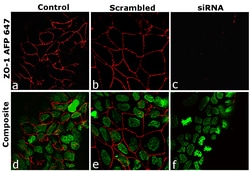 ZO-1 Recombinant Mouse Monoclonal Antibody (ZO1-1A12), Alexa Fluor Plus