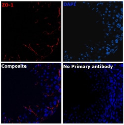 ZO-1 Recombinant Mouse Monoclonal Antibody (ZO1-1A12), Alexa Fluor Plus