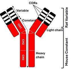 Invitrogen mCherry Chimeric Recombinant Mouse Monoclonal Antibody (16D7) 100 &mu;L | Buy Online | Invitrogen&trade; | Fisher Scientific