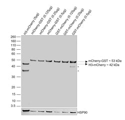 Invitrogen mCherry Recombinant Rat Monoclonal Antibody (16D7), Invitrogen 20 &mu;L | Buy Online | Invitrogen&trade; | Fisher Scientific