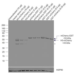 Invitrogen mCherry Recombinant Rat Monoclonal Antibody (16D7), HRP, Invitrogen:Antibodies:Primary