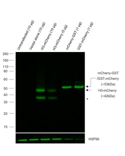 Invitrogen mCherry Recombinant Rat Monoclonal Antibody (16D7), Alexa Fluor
