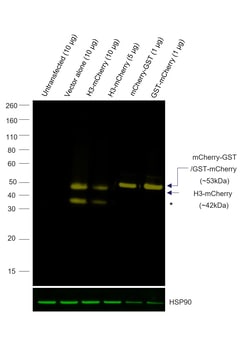 Invitrogen mCherry Recombinant Rat Monoclonal Antibody (16D7), Alexa Fluor