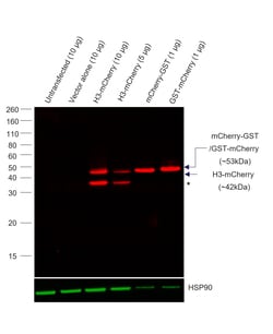 Invitrogen mCherry Recombinant Rat Monoclonal Antibody (16D7), Alexa Fluor