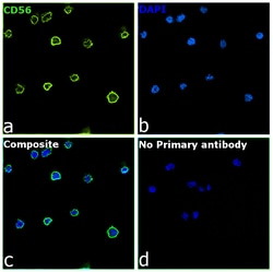 Invitrogen CD56 (NCAM) Recombinant Mouse Monoclonal Antibody (CMSSB), Invitrogen:Anticorps:Anticorps