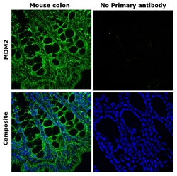 Invitrogen MDM2 Recombinant Mouse Monoclonal Antibody (IF2), Invitrogen