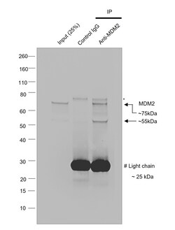 Invitrogen MDM2 Recombinant Mouse Monoclonal Antibody (IF2), Invitrogen