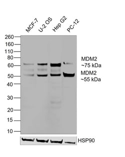 Invitrogen MDM2 Recombinant Mouse Monoclonal Antibody (IF2), Invitrogen