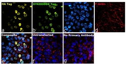 HA Tag Recombinant Mouse Monoclonal Antibody (2-2.2.14), Alexa Fluor&trade; Plus 555, Invitrogen&trade;
