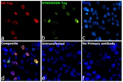 HA Tag Recombinant Mouse Monoclonal Antibody (2-2.2.14), Alexa Fluor&trade; Plus 594, Invitrogen&trade;