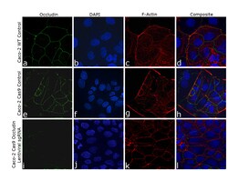 Occludin Recombinant Mouse Monoclonal Antibody (OC-3F10), Invitrogen:Antibodies:Primary