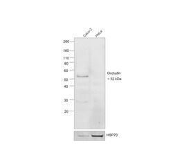 Occludin Recombinant Mouse Monoclonal Antibody (OC-3F10), Invitrogen:Antibodies:Primary