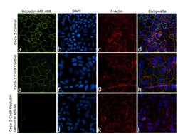 Invitrogen Occludin Recombinant Mouse Monoclonal Antibody (OC-3F10), Alexa