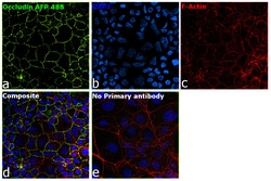 Invitrogen Occludin Recombinant Mouse Monoclonal Antibody (OC-3F10), Alexa