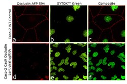 Occludin Recombinant Mouse Monoclonal Antibody (OC-3F10), Alexa Fluor Plus