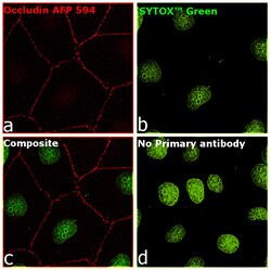 Invitrogen Occludin Recombinant Mouse Monoclonal Antibody (OC-3F10), Alexa