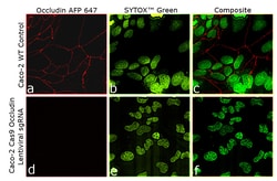 Invitrogen Occludin Recombinant Mouse Monoclonal Antibody (OC-3F10), Alexa