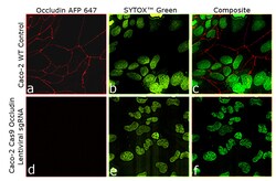 Occludin Recombinant Mouse Monoclonal Antibody (OC-3F10), Alexa Fluor Plus
